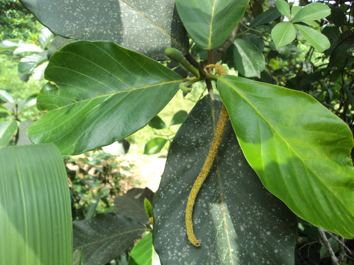 Artocarpus hirsutus Lam.